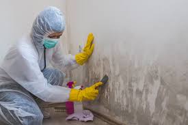 Why You Should Choose Our Mold Remediation Services in Helena, MT